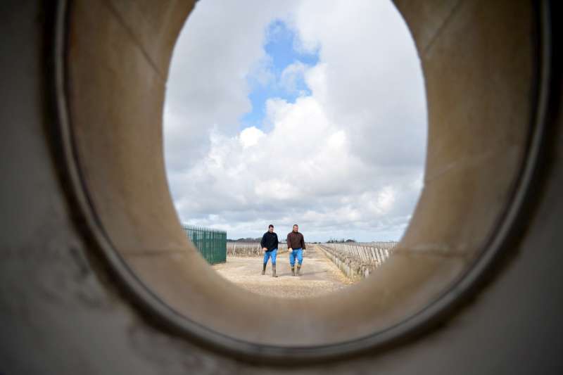 Vineyard workers at Mouton